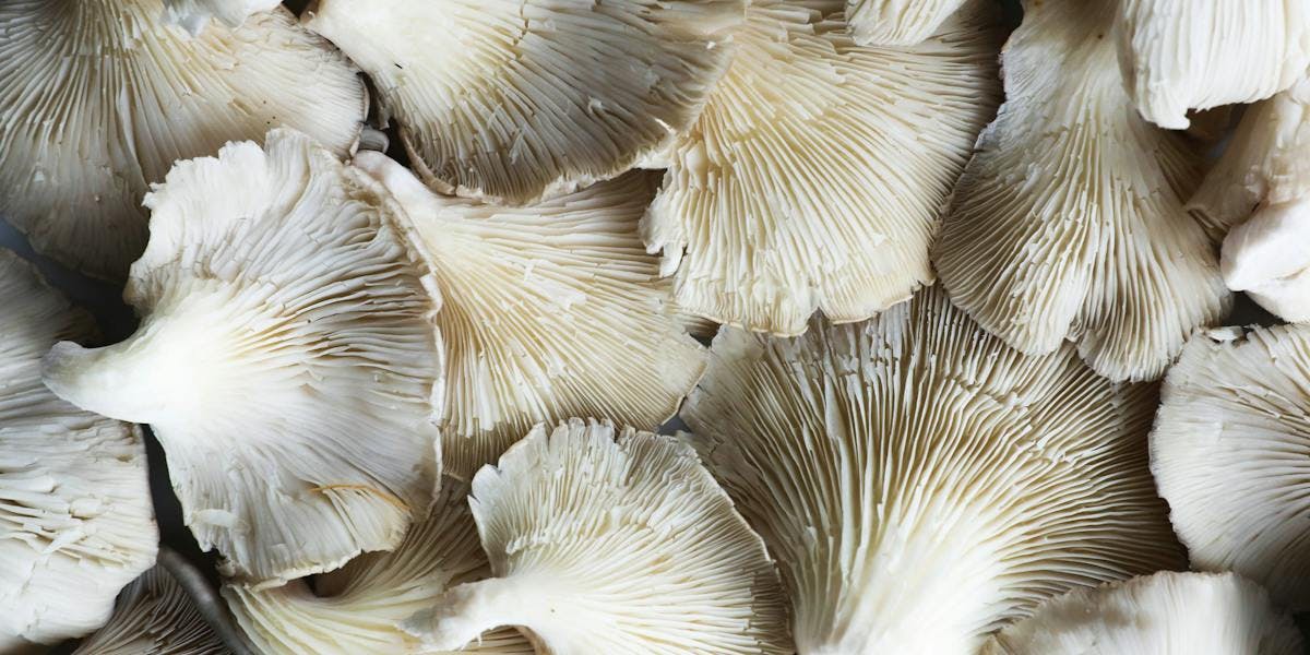 What is Mushroom Coffee and Why Are People Drinking It?