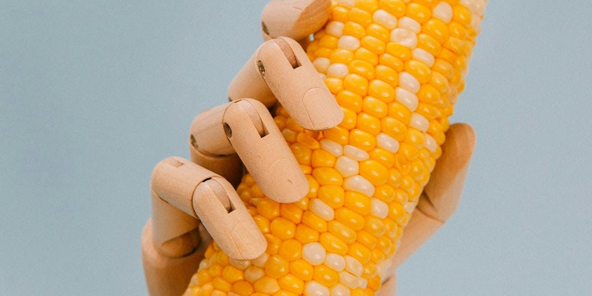 juicy sweetcorn in a wooden hand