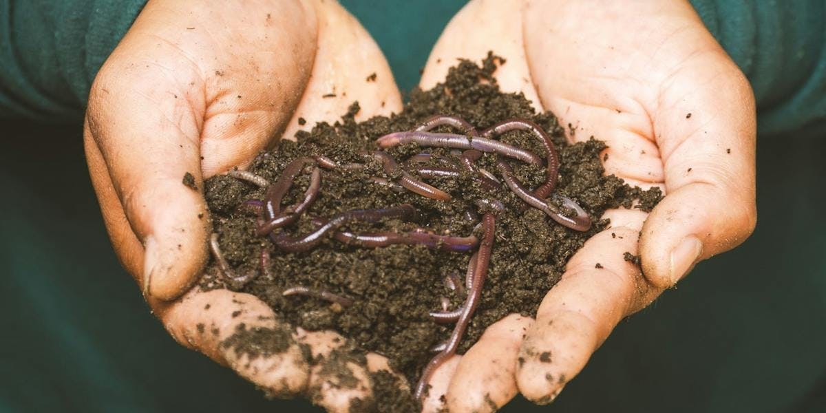 someone holding a handful of soil and worms
