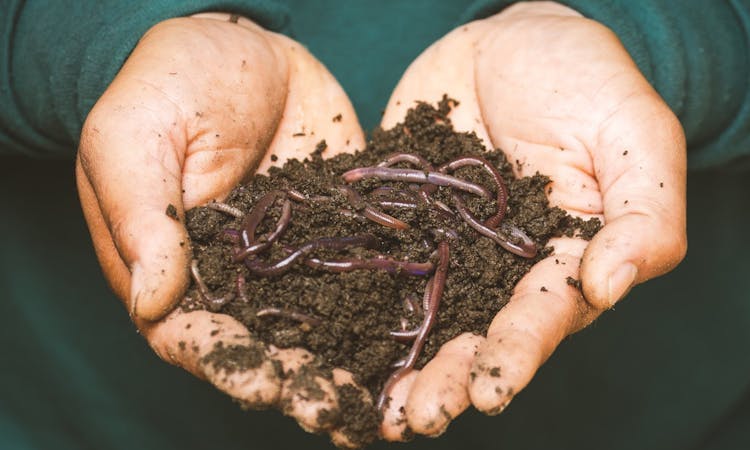 someone holding a handful of soil and worms