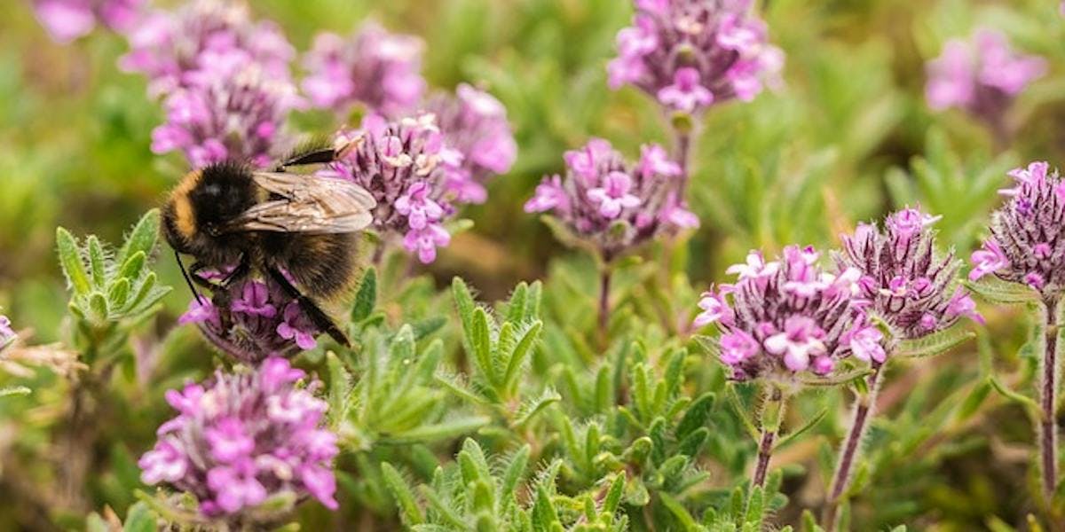 bees on thyme
