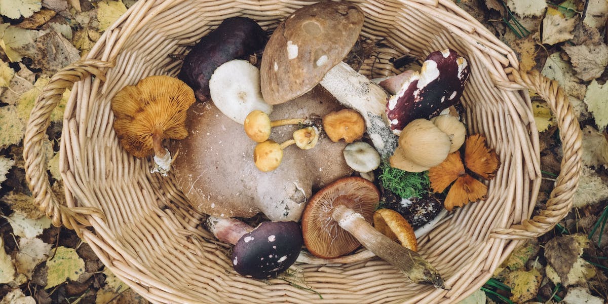 a basket of wild mushrooms