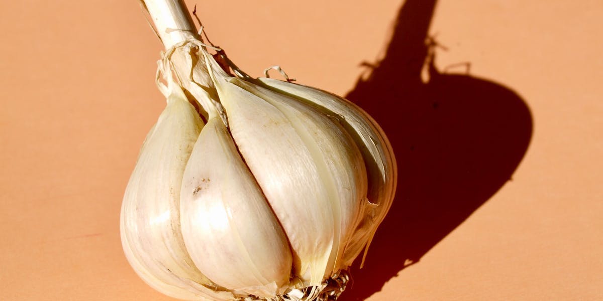 bulb of garlic on an orange background