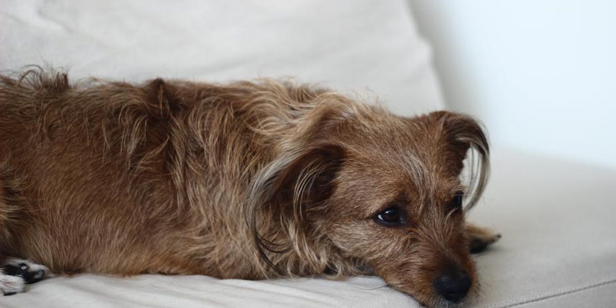sad brown dog on sofa