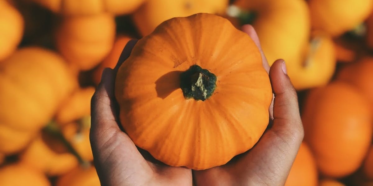 person holding pumpkin in patch