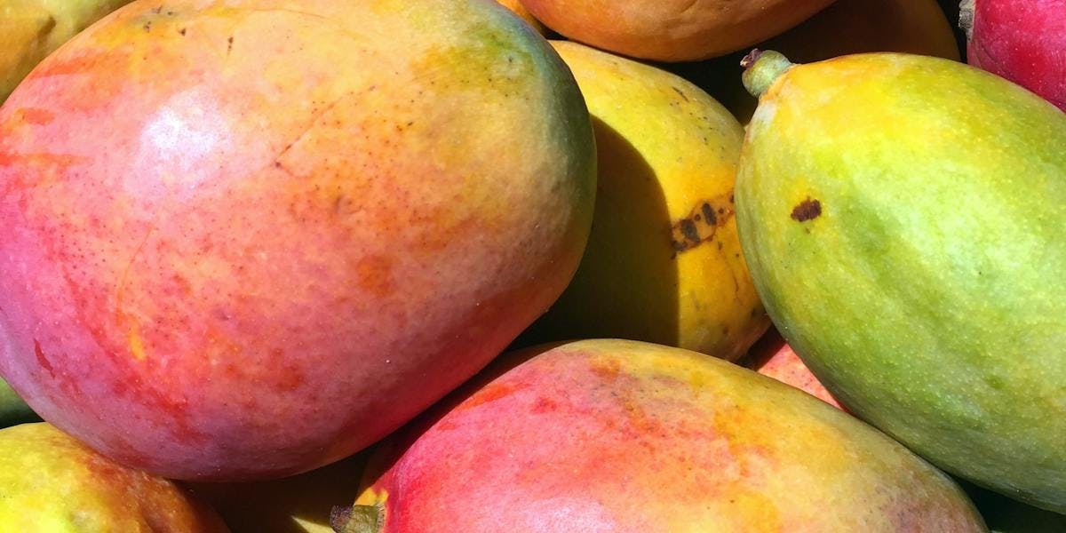 mangoes in the sun
