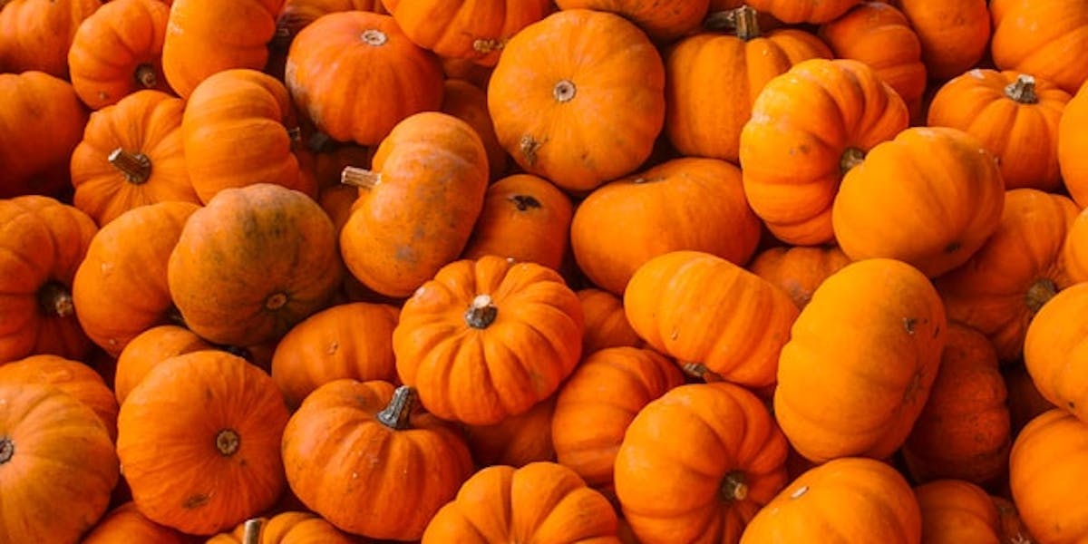 lots of pumpkins