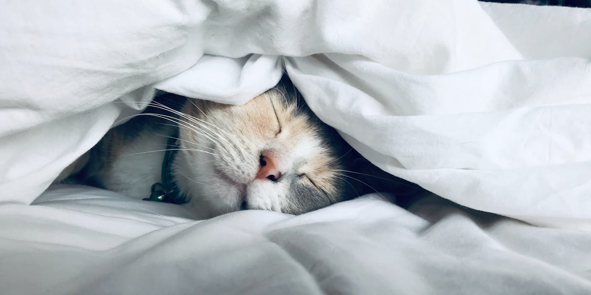 a cat in bed under a duvet