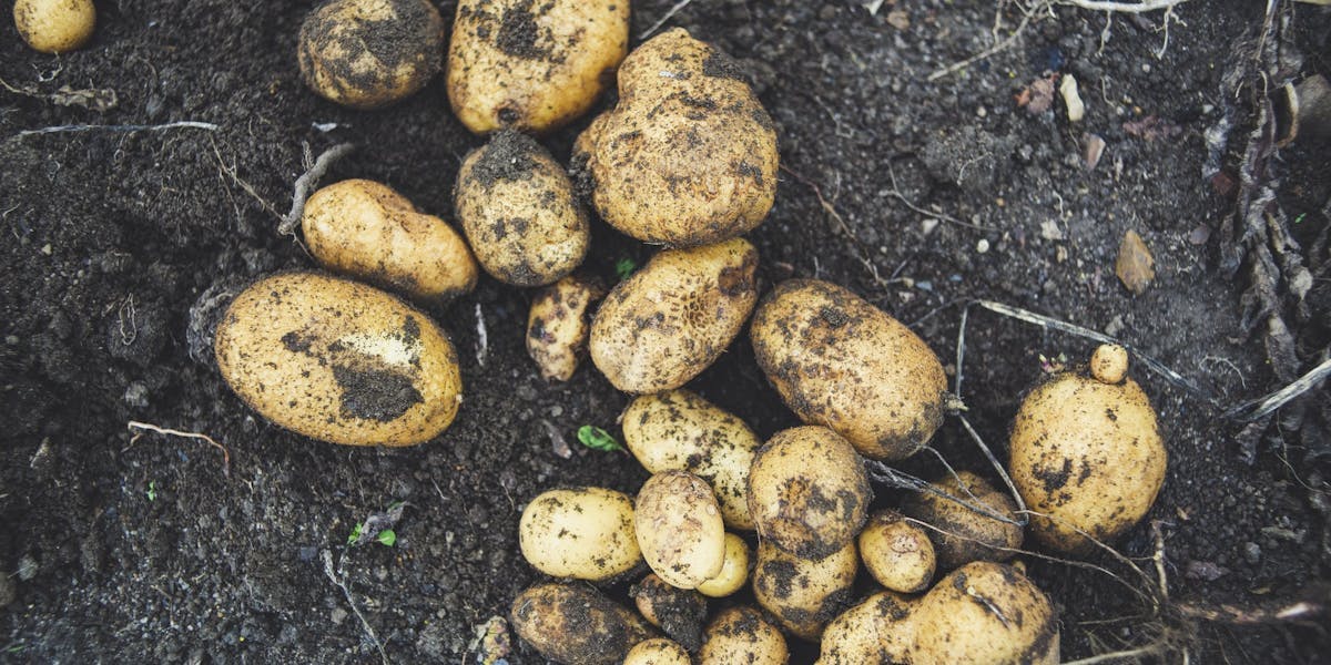 potatoes in soil