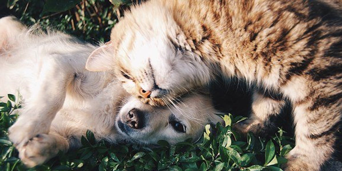 Dog and cat lying together on grass