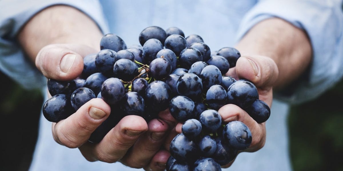hands holding a bunch of purple grapes