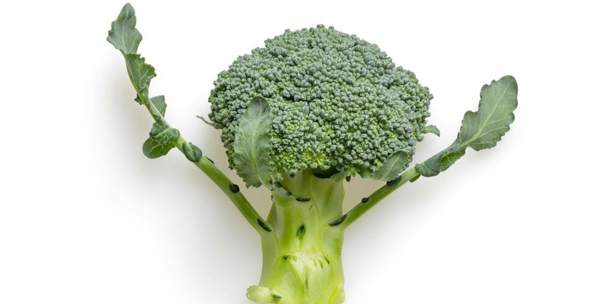 a floret of broccoli 