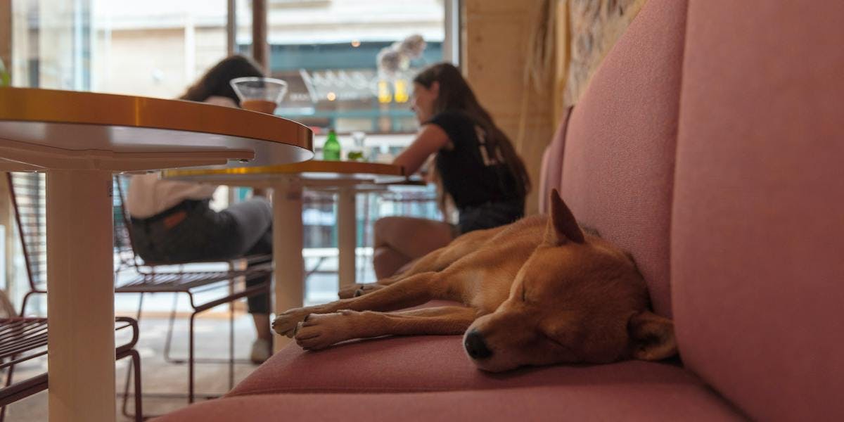 Dog lying on sofa in cafe