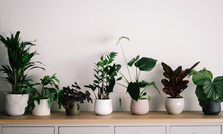 a selection of house plants in pots